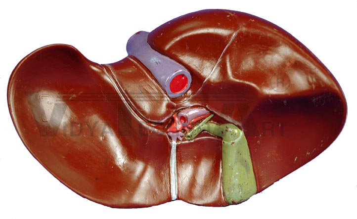 Torso Liver: Ventral View